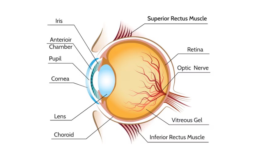 Retina nerve fibre layer analysis